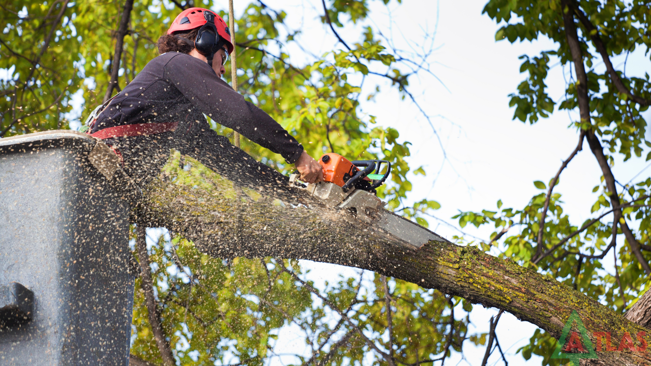 Hull tree surgeons