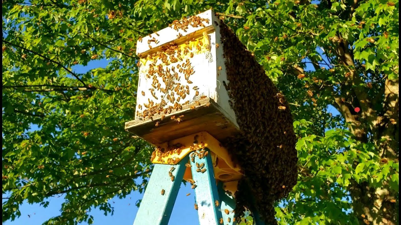 Understanding the Purpose of Bee Boxes in Urban Environments