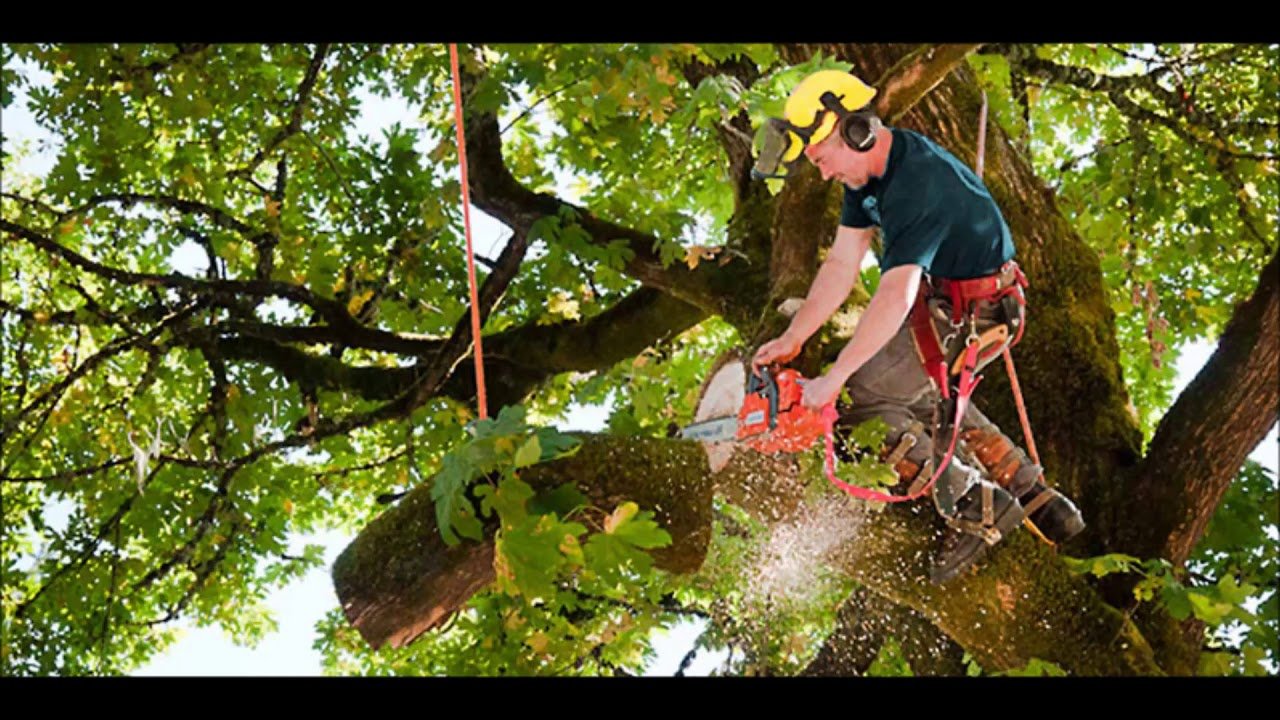 tree surgeon bournemouth