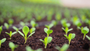 soil carbon company