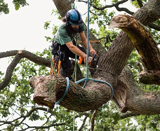 Tree Removal Services in Norfolk VA