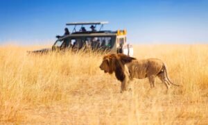 Wildlife Safari Kenya