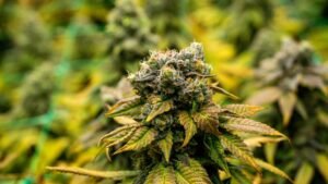Gatineau weed delivery