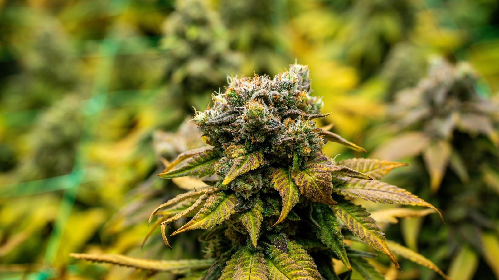 Gatineau weed delivery