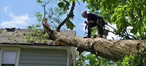 emergency tree service service honolulu