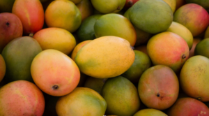 keshar mango farm