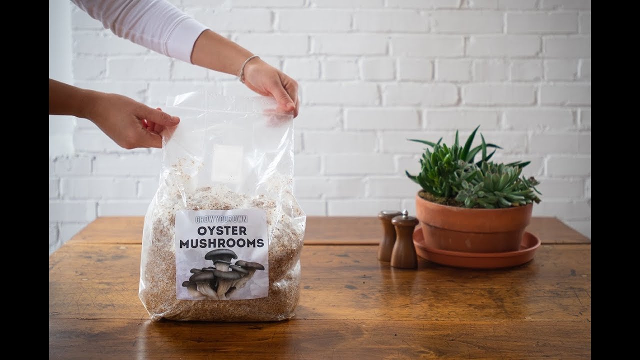 Grow your own mushrooms kit at home